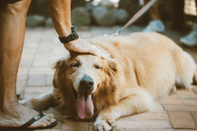 Pet Enrichment and Behaviour-Friendly Walks