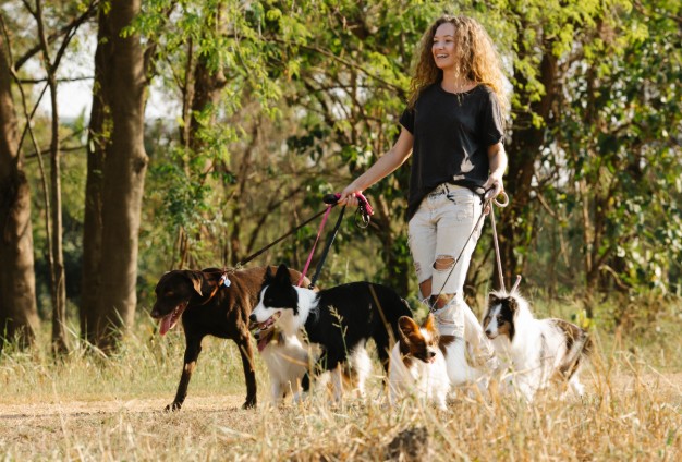 Professional Dog Walking & Pet Sitting
