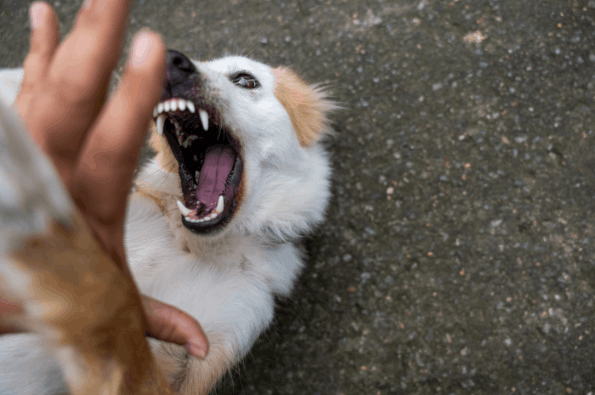 Where and why do most postal worker dog attacks occur